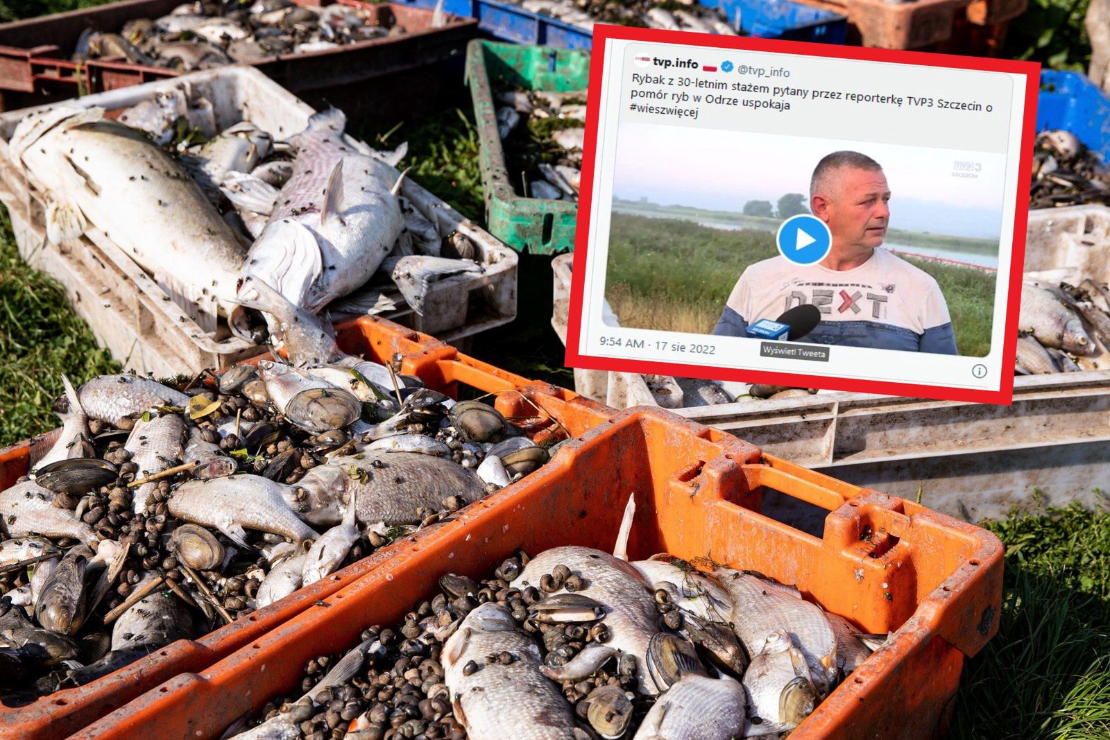 Skażona Odra. TVP Info pokazuje swoją narrację