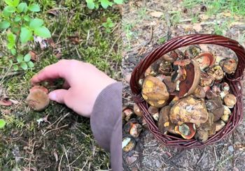 Jest maj, a w lasach ich pełno. "Aż wysypują się z koszyczka"