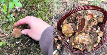 Jest maj, a w lasach ich pełno. "Aż wysypują się z koszyczka"