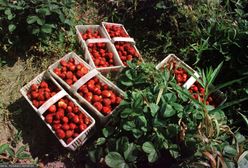Ile można zarobić przy zbiorach truskawek? Stawki wysokie, chętnych brak