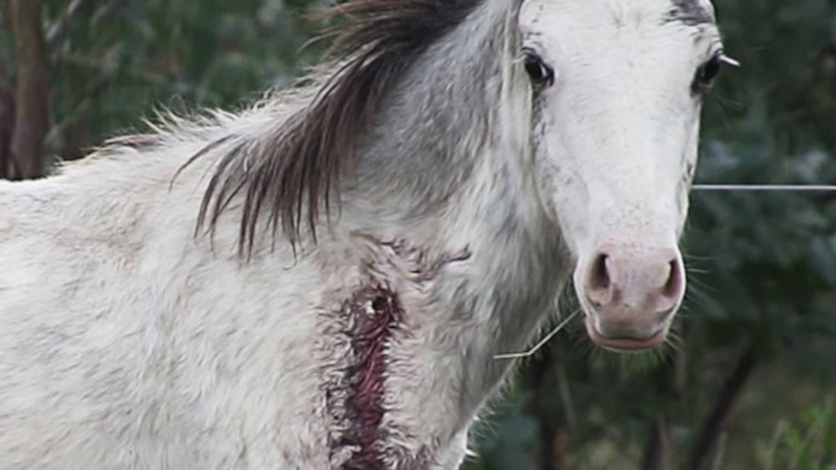 Dziesiątki tysięcy ciężarnych klaczy hoduje się w Ameryce Południowej tylko po to, by pobierać od nich krew z cennym hormonem.