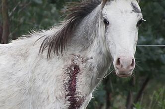 Wampirze farmy koni. Ich krew służy do produkcji wieprzowiny