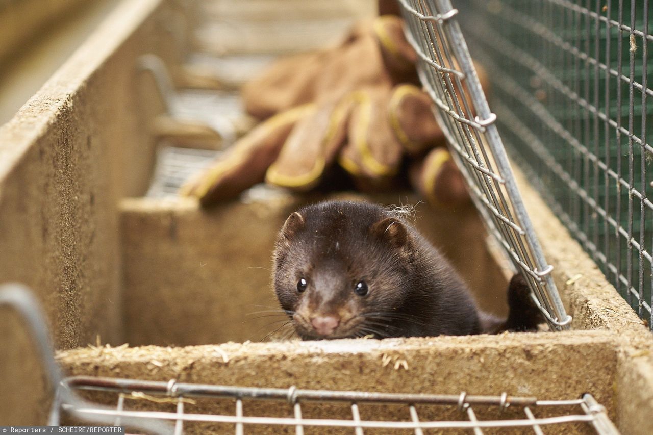 Zakaz hodowli zwierząt futerkowych. Budżet zarabia na tej branży 11 mln zł