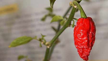 Indie pracują nad granatami chili 1