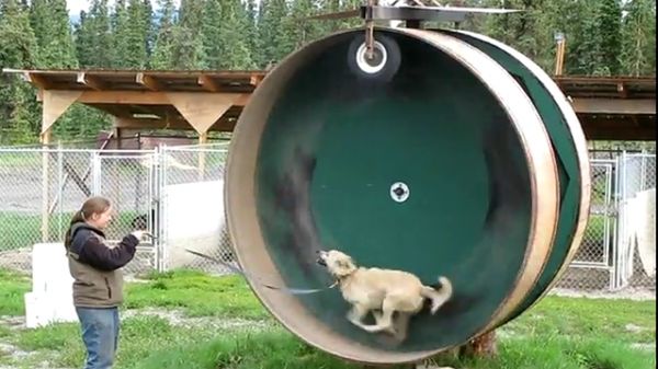 Wyprowadzanie psów dla leniwych [wideo] 1