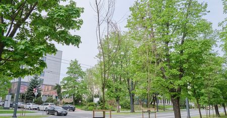 Dlaczego się nie przyjęły? 60 drzew na Al. Racławickich do wymiany