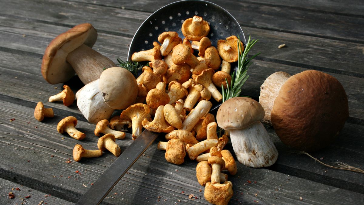 Ceny grzybów w 2023 roku przyprawiają o zawrót głowy.
