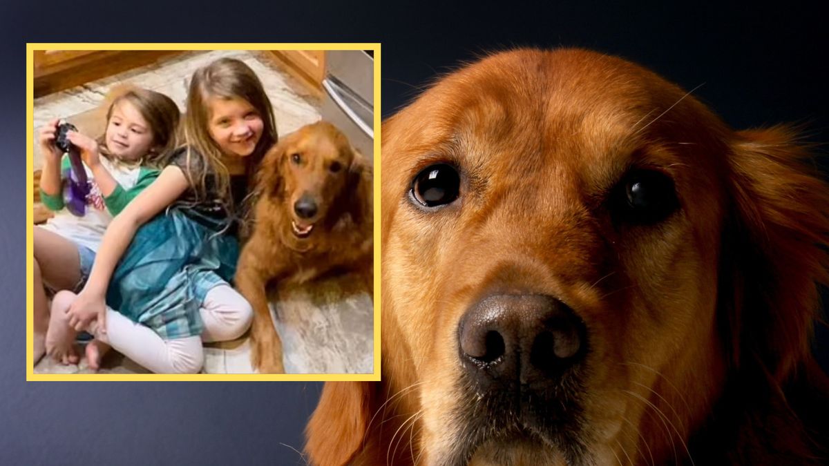 Psiak wykazał się wyjątkową odwagą