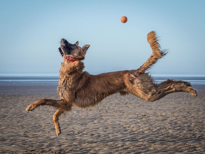 Najzabawniejsze zdjęcia zwierzaków domowych w konkursie Comedy Pet Photo Awards 2021 3