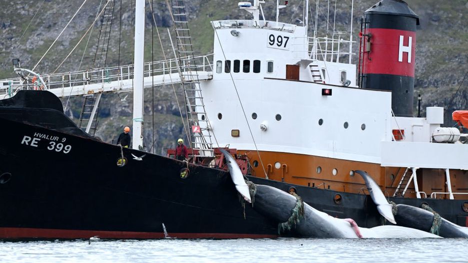To może być koniec polowań na wieloryby na Islandii