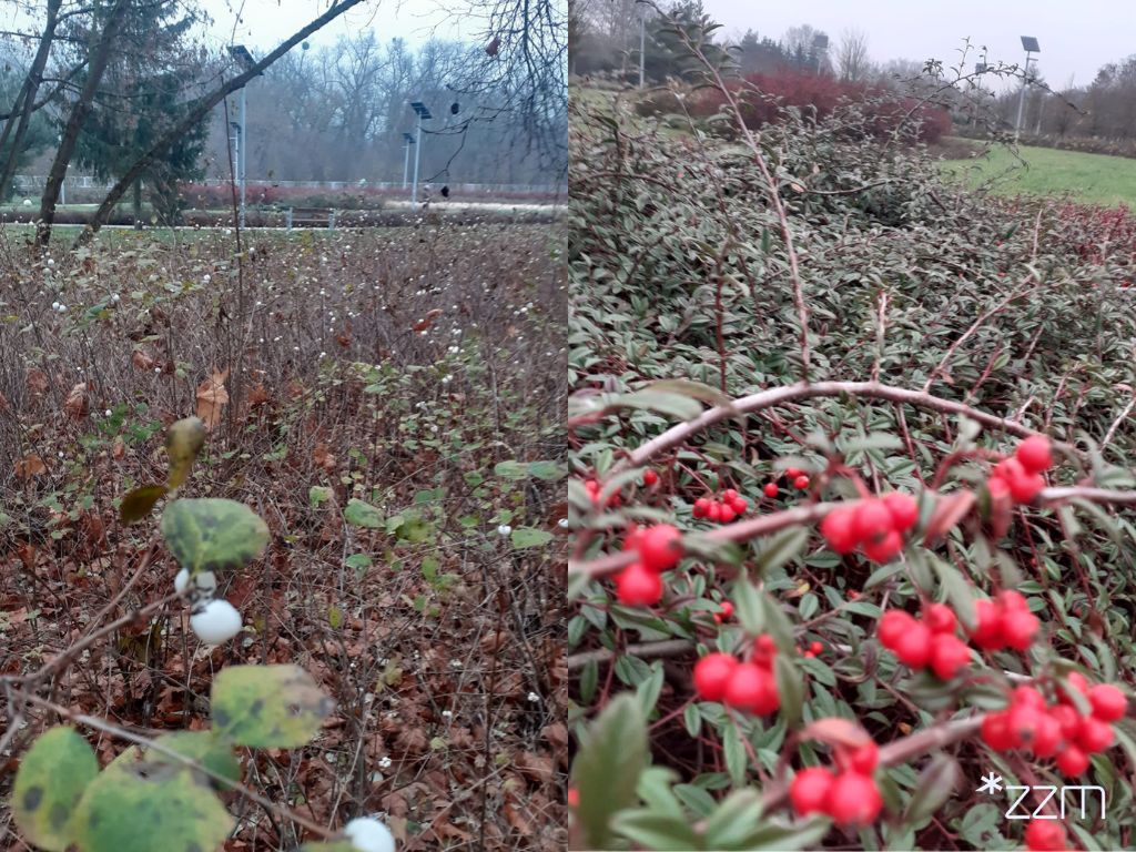 Poznań: Jesień nie odpuszcza w Parku Bambrów Poznańskich