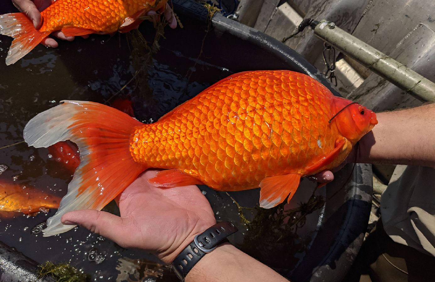 USA. Gigantyczne złote rybki opanowały jezioro
