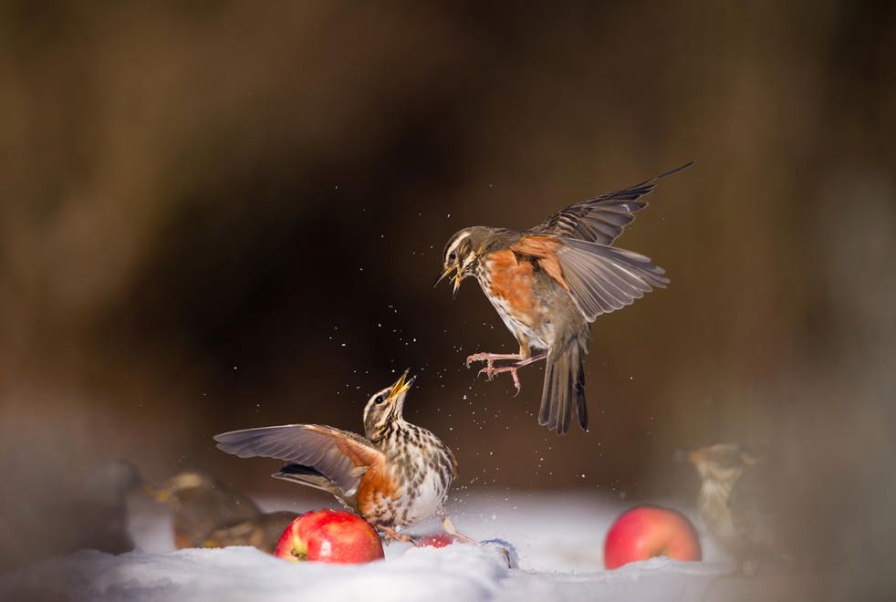 Poznaj zwycięskie zdjęcia wyłonione w konkursie Bird Photographer of The Year 2016 8