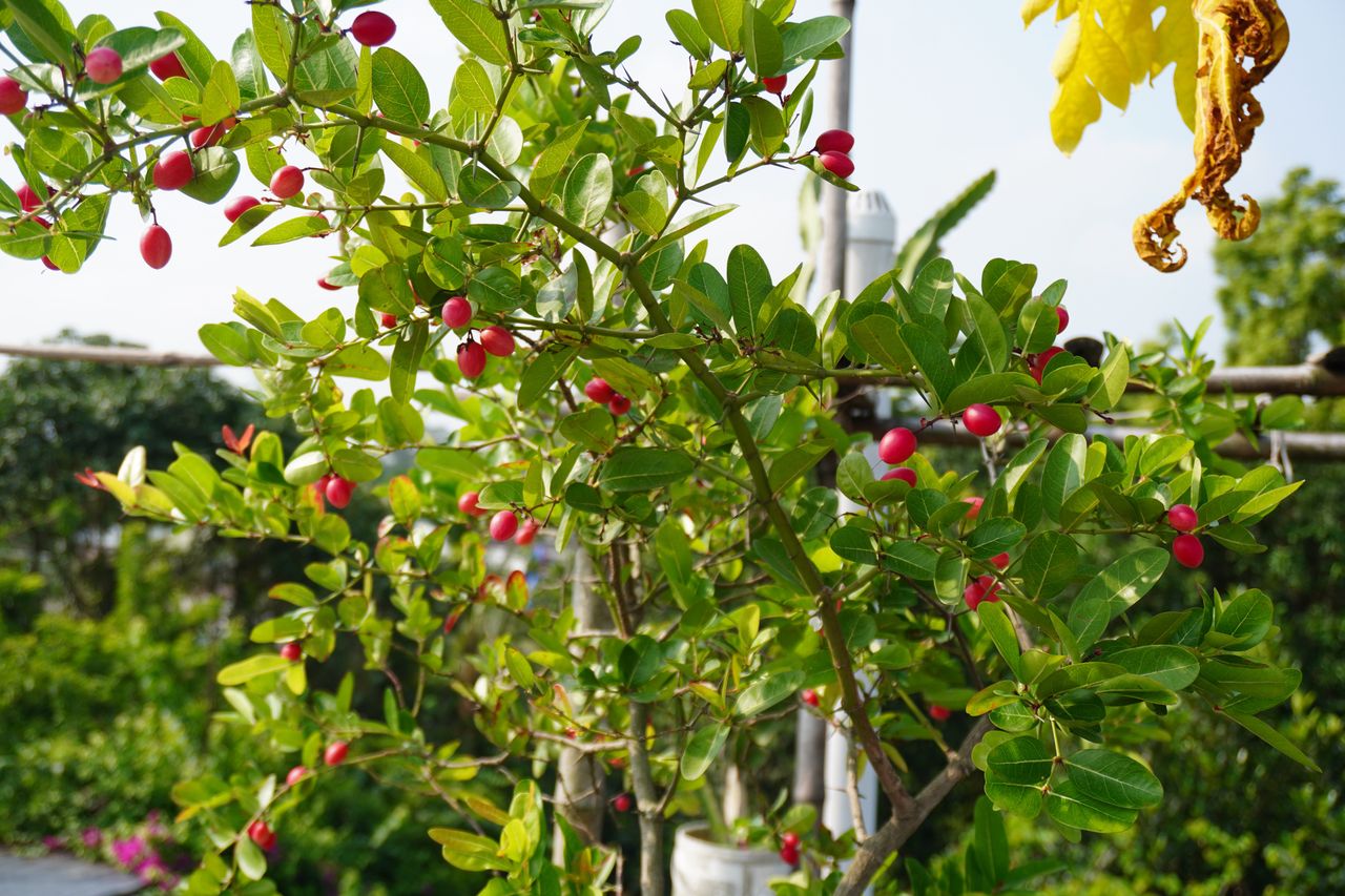 Synsepalum dulcificum