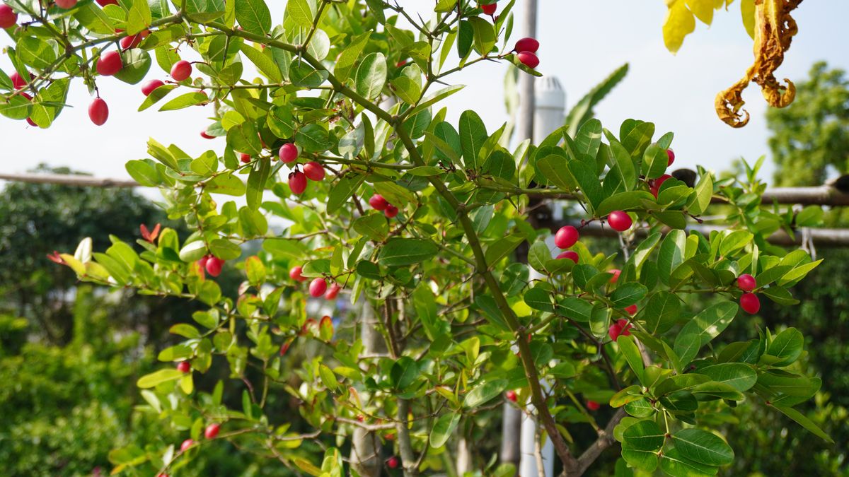 Synsepalum dulcificum