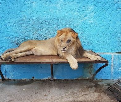 Zoo z piekła rodem. Przerażające warunki w Safari Park w Albanii