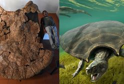 Prehistoryczne żółwie. Były wielkości samochodu