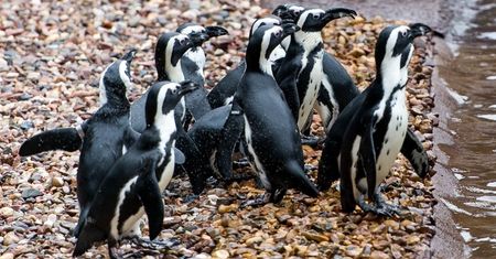 Pingwiny muszą opuścić wrocławskie zoo. Udają się na "przymusową emigrację”