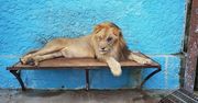 Zoo z piekła rodem. Przerażające warunki w Safari Park w Albanii
