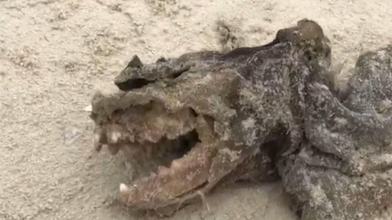 Potwór na plaży. Sprawę bada policja w Karolinie Południowej