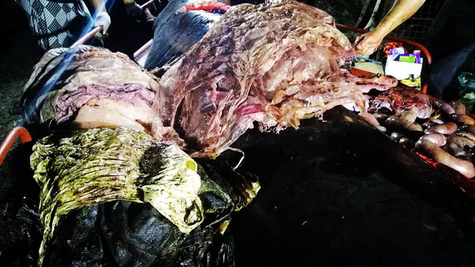 40 kg śmieci w brzuchu walenia. Przerażające znalezisko na Filipinach