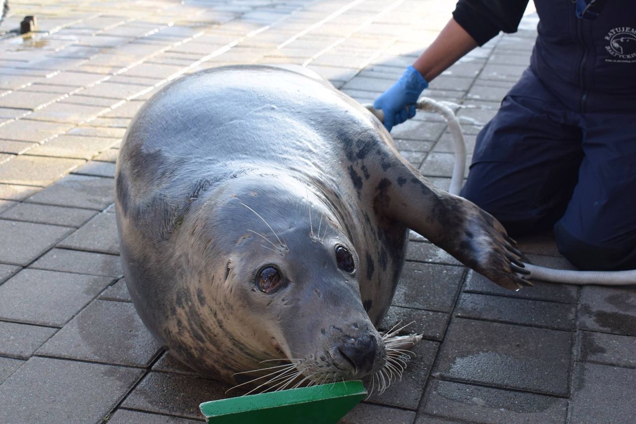 Dobra wiadomość z helskiego fokarium. Wszystkie foki będą mamami