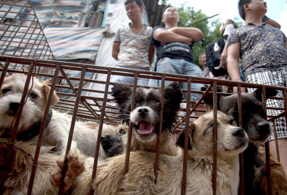 Koniec z jedzeniem psów w Chinach. Będą uważane za zwierzęta domowe