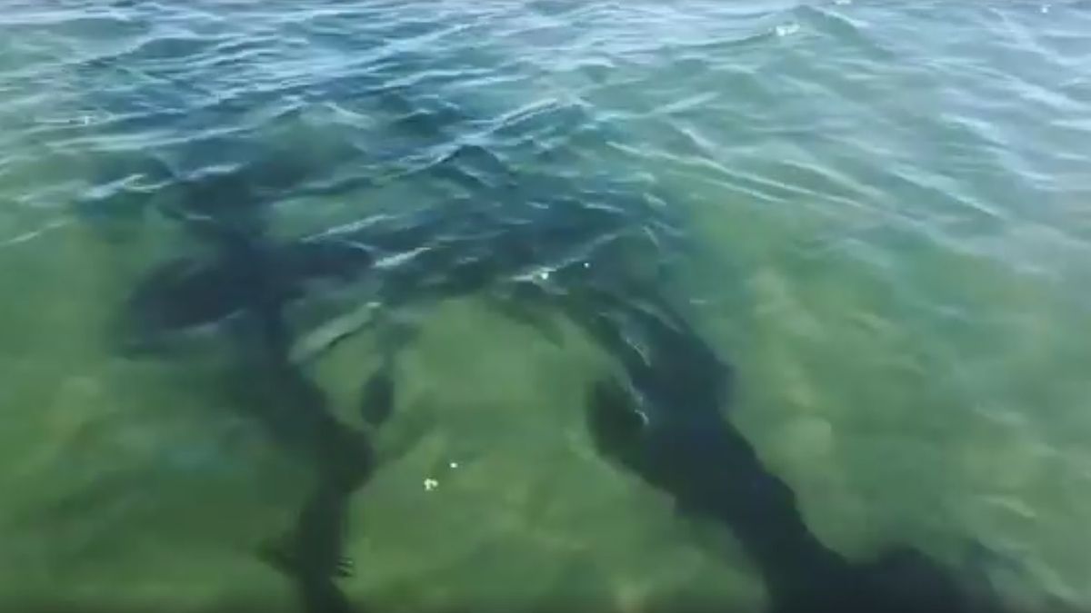 Tory zauważył Grzegorz Elmiś, który udał się na plażę, aby pobiegać