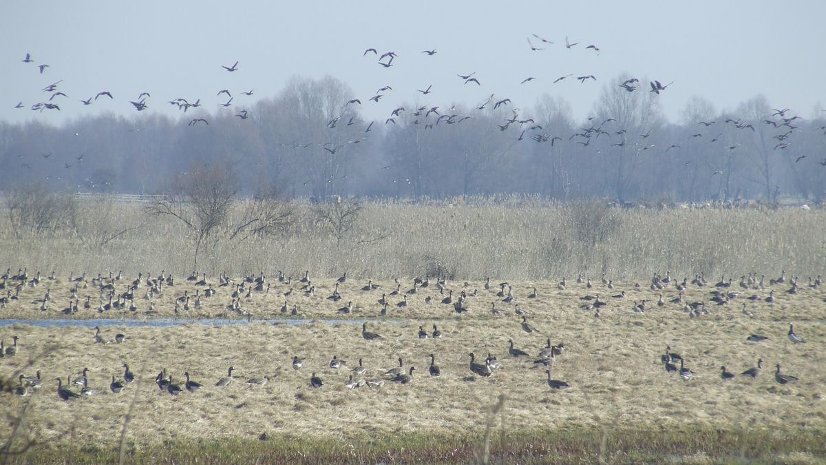 Ptaki w rejonie Ujścia Warty
