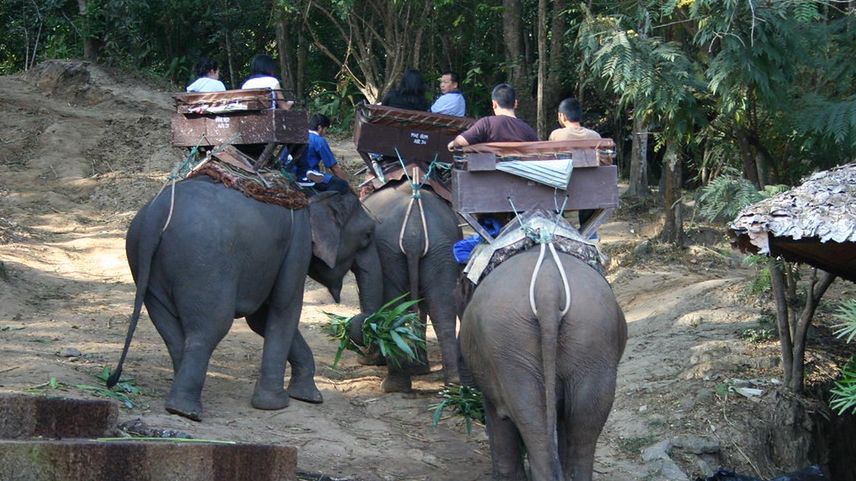 Jeszcze do niedawna słonie w Maesa Elephant Camp musiały wozić turystów na grzbietach