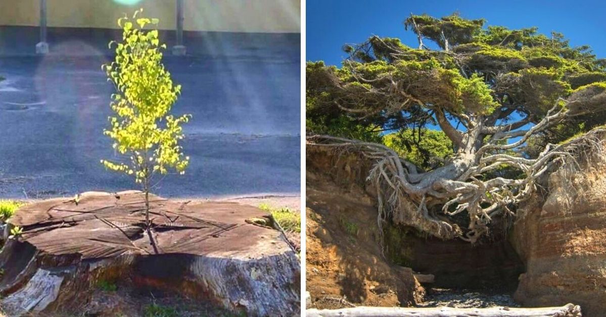 17 Trees That Can Grow Even in the Most Difficult Conditions