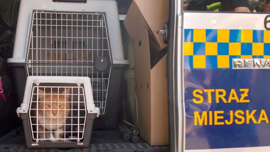 Warszawa. Po uratowaniu kot został umieszczony w transporterze Ekopatrolu