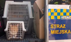 Warszawa. Kot uwięziony w rurze. Ratowało go kilkanaście osób