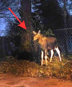 Spacerujące łosie sparaliżowały ruch na Białołęce