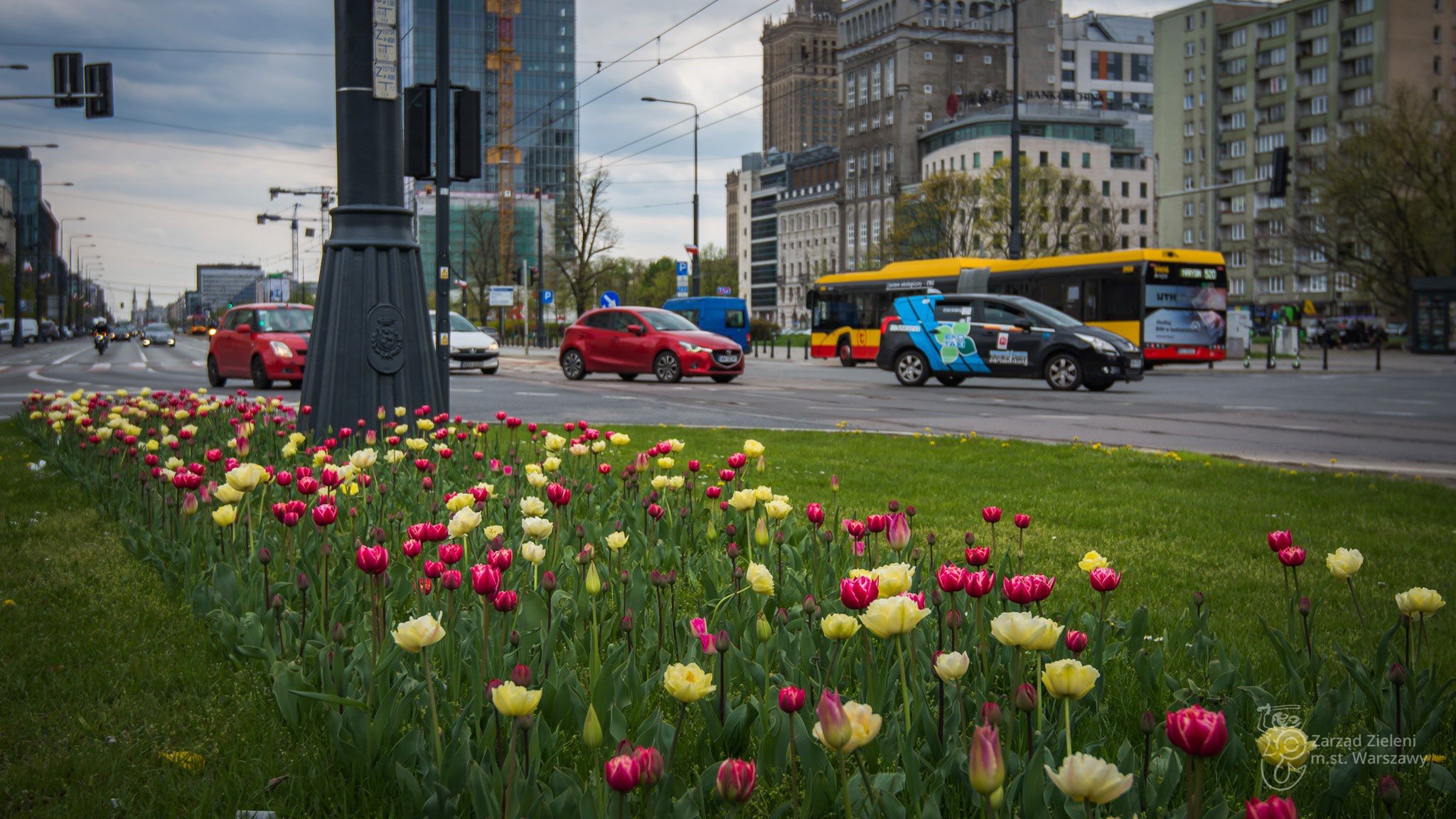 Warszawa w tulipanach. Stolicę zalało morze kwiatów [GALERIA]