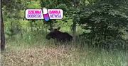 Dobrze się zakamuflował. Musiał odpocząć. Waży nawet 700 kg. Spójrzcie