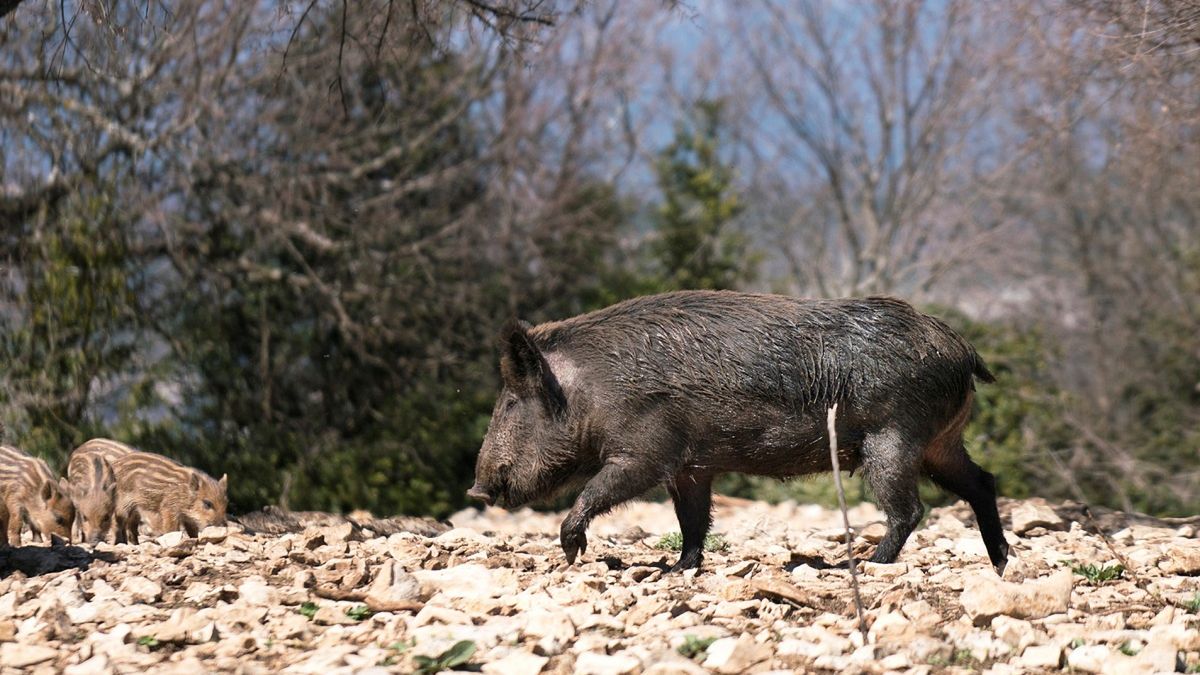 Dziki to problem nie tylko Krakowa.