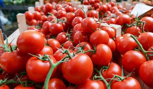 Pomidory w świetnej cenie – ten sklep bije konkurencję na głowę