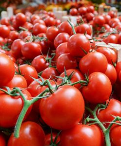 Pomidory w świetnej cenie – ten sklep bije konkurencję na głowę