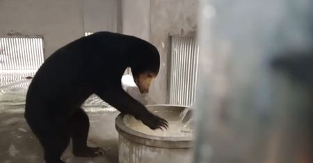 Niezwykły film z niedźwiedziem. Nagranie z rezerwatu