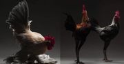 Fotografowie sportretowali... dostojne kurczaki! Uważa, że ich piękno jest niedoceniane