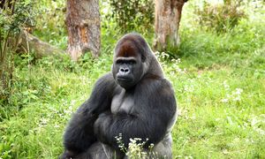 Goryle zniknęły z wybiegu w warszawskim zoo. "Nie będą dostępne dla zwiedzających"