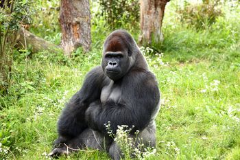 Goryle zniknęły z wybiegu w warszawskim zoo. "Nie będą dostępne dla zwiedzających"