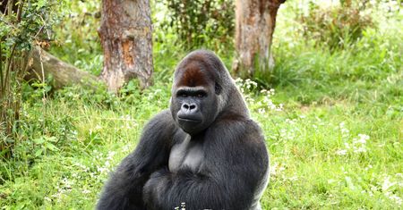 Goryle zniknęły z wybiegu w warszawskim zoo. "Nie będą dostępne dla zwiedzających"