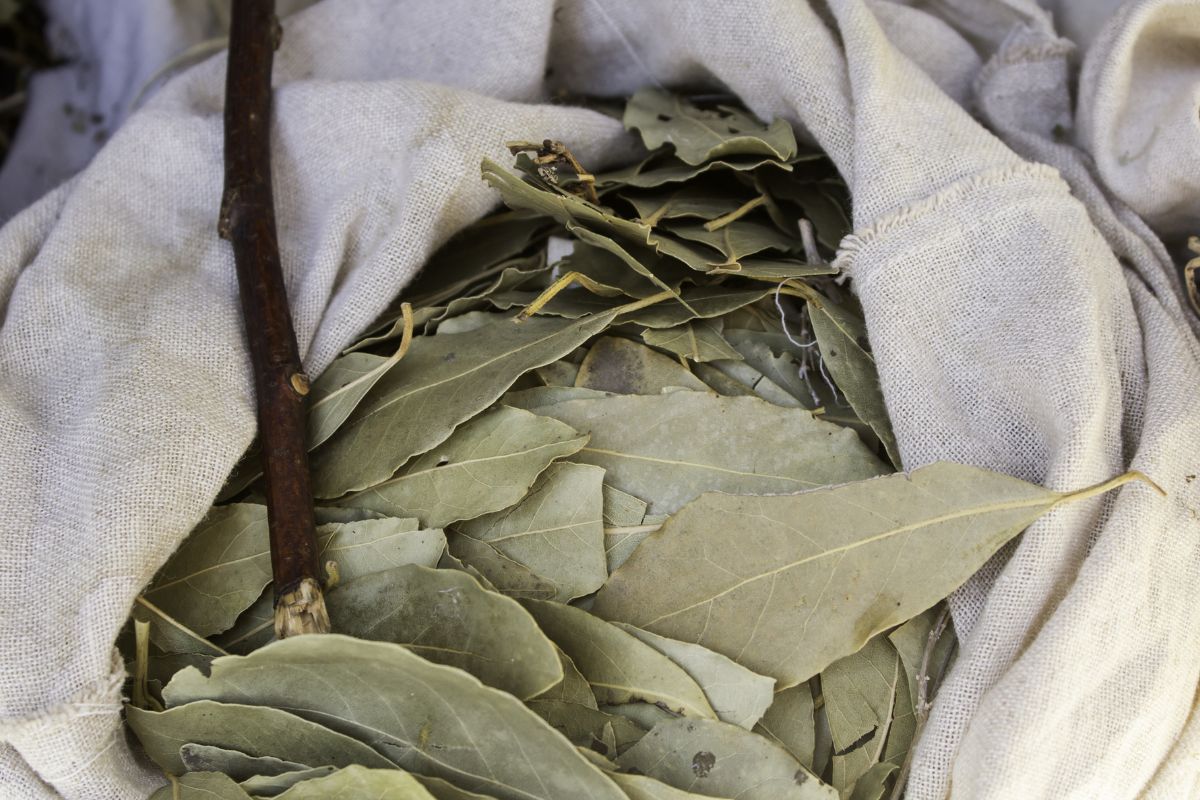 Bay leaves are a product with remarkable healing properties.