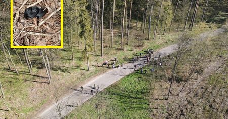 Wybierasz się do lasu na spacer? Leśnicy ostrzegają