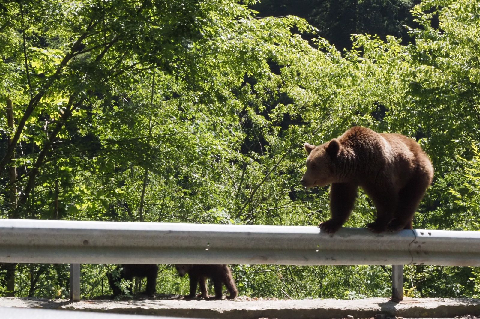 W Rumunii stosunkowo łatwo się natknąć na tego futrzanego osobni