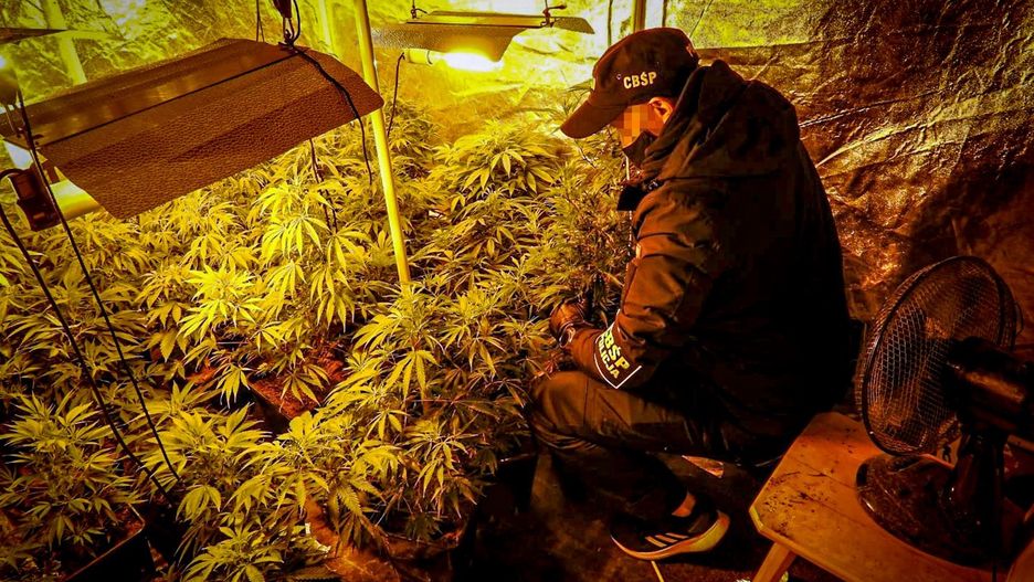 Śląskie. Policjanci CBŚP na terenie województwa śląskiego zlikwidowali 4 plantacje konopi indyjskich.