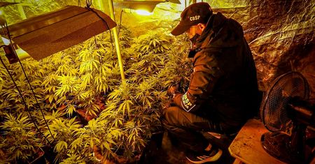Śląskie. Ależ plantacja konopi! 100 kilogramów marihuany nie trafi na rynek