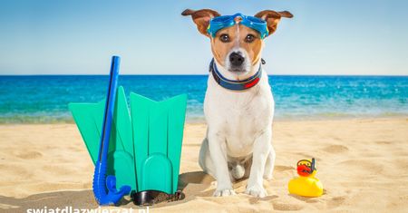Czy pies może pływać w słonej wodzie? Co musisz wiedzieć przed plażowaniem z pupilem